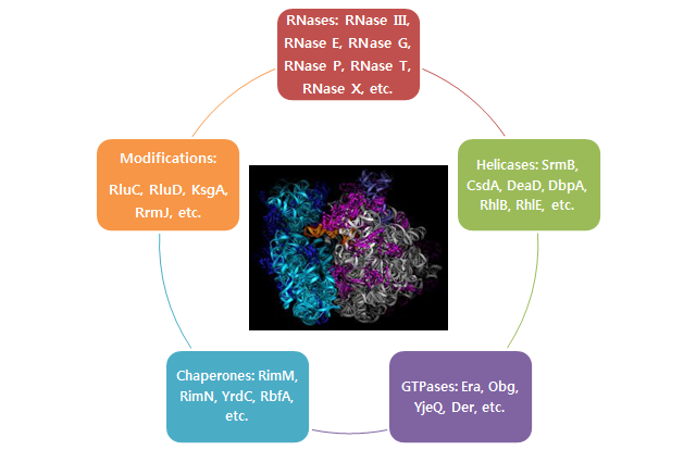 Figure 1 . Non-ribosomal ribosome assembly proteins in E. coli.