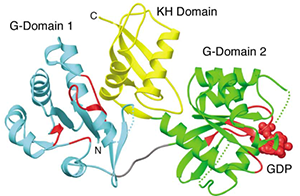 Figure 2 . 3D structure of T. maritima Der