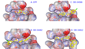 Figure 3 . Models of GTP-binding domain in complex with GTP and compound