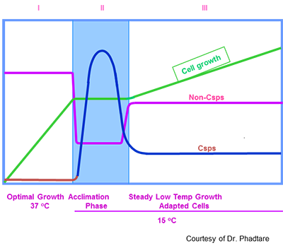 Figure 1 . Responses to cold-shock stress in E. coli.