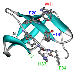 Figure 2 . CspA, a major cold-shock protein functioning as an RNA chaperone. 